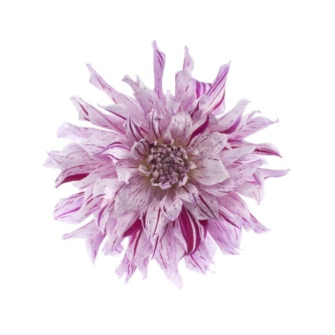 Fototapet, Flower, Rebel Walls - Img 2