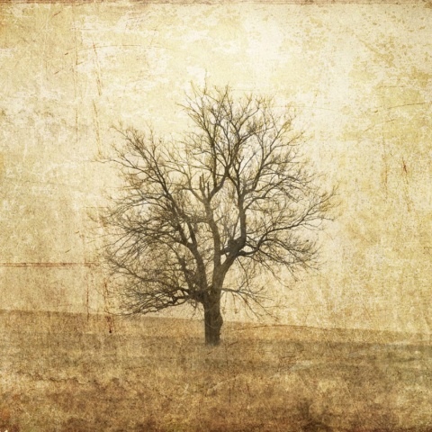 Fototapet, The Lonely Tree, Rebel Walls - Img 5