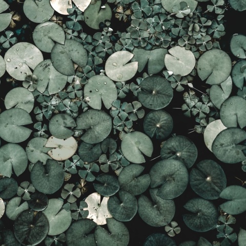 Fototapet, Water Lilies, Green, Rebel Walls - Img 2