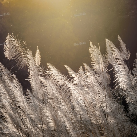 Fototapet, Winter Straw, Rebel Walls - Img 5