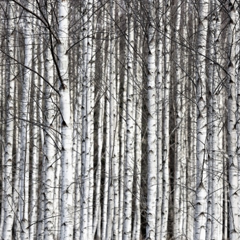 Fototapet, Birch Trunks, Rebel Walls - Img 2