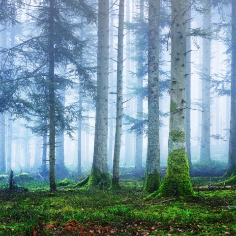 Fototapet, Blue Forest, Rebel Walls - Img 2