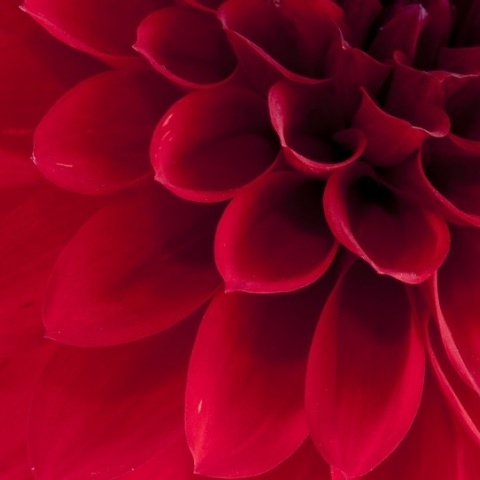 Fototapet, Dahlia, Rebel Walls - Img 2