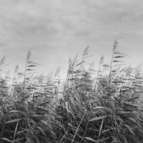 Fototapet, Dreamy Reed, Black &amp; White, Rebel Walls - Img 5