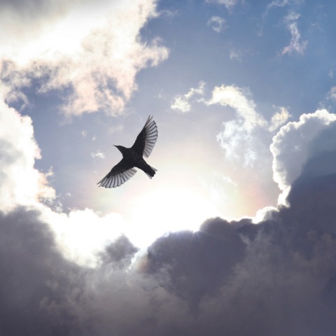 Fototapet, Free as a Bird, Rebel Walls - Img 2