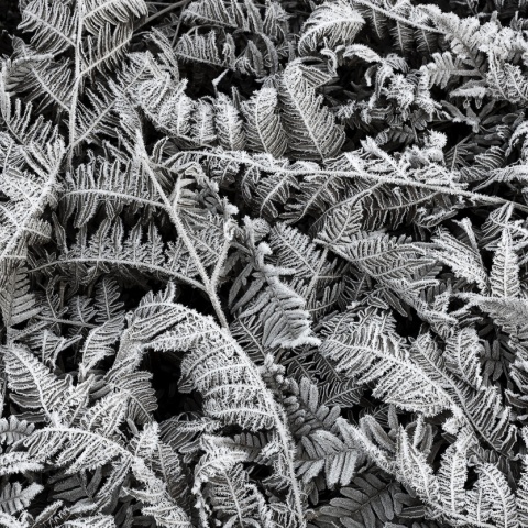Fototapet, Frost Leaf, Rebel Walls - Img 2