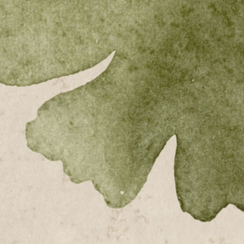 Fototapet, Maidenhair Tree, Light Green, Rebel Walls - Img 4