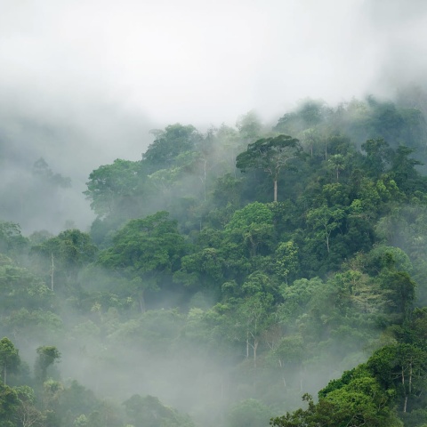 Fototapet, Misty Forest, Rebel Walls - Img 2