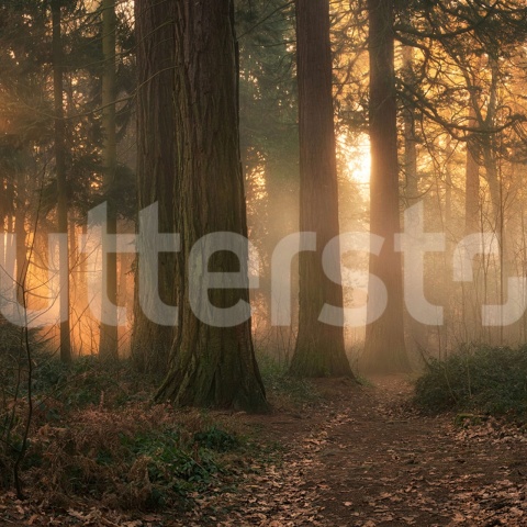 Fototapet, Misty Morning, Soft, Rebel Walls - Img 2