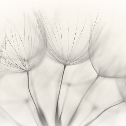 Fototapet, Soft Seeds, Rebel Walls - Img 2