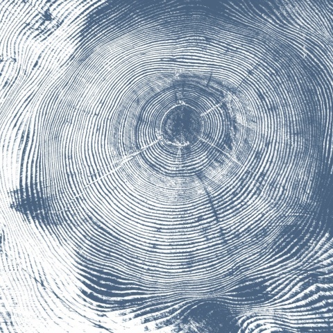 Fototapet, Tree Cut, Blue, Rebel Walls - Img 2