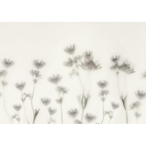 Tapet Astrantia, Black &amp; White, Rebel Walls - Img 2