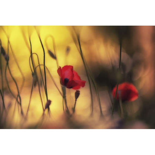 Tapet Soft Poppy, Rebel Walls - Img 2