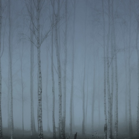 Fototapet, Birch Fog, Blue, Rebel Walls - Img 2