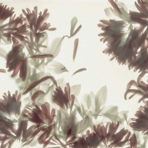 Fototapet, Blurry Honeysuckle, Green, Rebel Walls - Img 2