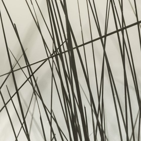 Fototapet, Coastal Reed, Rebel Walls - Img 3