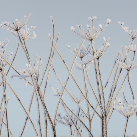 Fototapet, Frostwork, Rebel Walls - Img 2