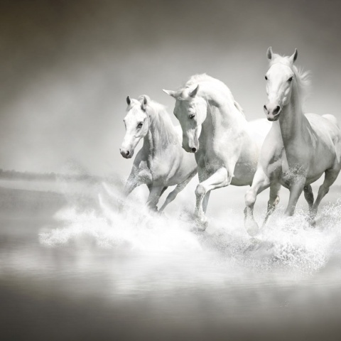Fototapet, Horses, Rebel Walls - Img 5