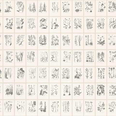 Fototapet lavabil, Botanica, Graphite, Sandberg - Img 2