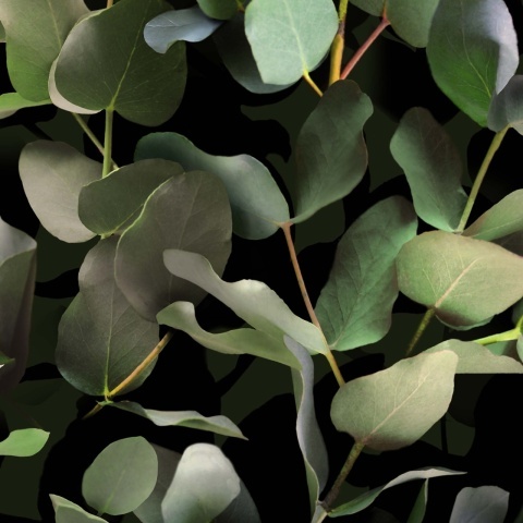 Fototapet lavabil, Eucalyptus 9523W - Img 4