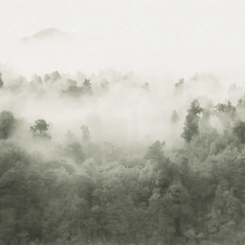 Fototapet, Misty Woodland, Light Green, Rebel Walls - Img 5