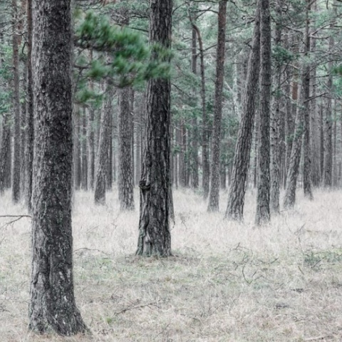 Fototapet, Pine Forest, Rebel Walls - Img 2