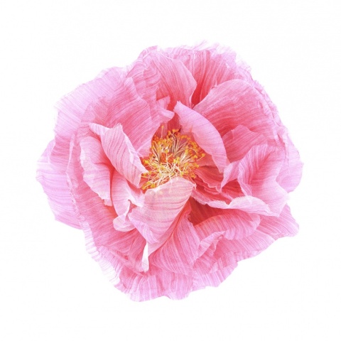 Fototapet, Poppy Art, Rebel Walls - Img 5