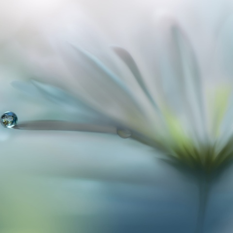 Fototapet, Raindrop, Rebel Walls - Img 2
