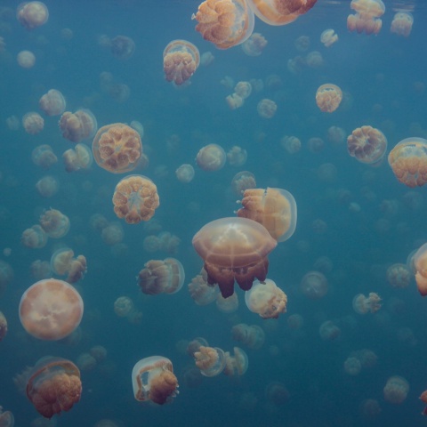 Fototapet, Smack of Jellyfish, Rebel Walls - Img 2