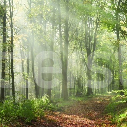 Fototapet, Summer Woods, Day, Rebel Walls - Img 2