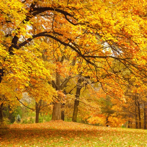 Fototapet, Yellow Leafy Trees, Rebel Walls - Img 2
