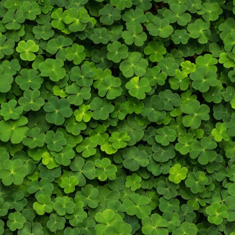 Fototapet, 3D Clover, Rebel Walls - Img 2