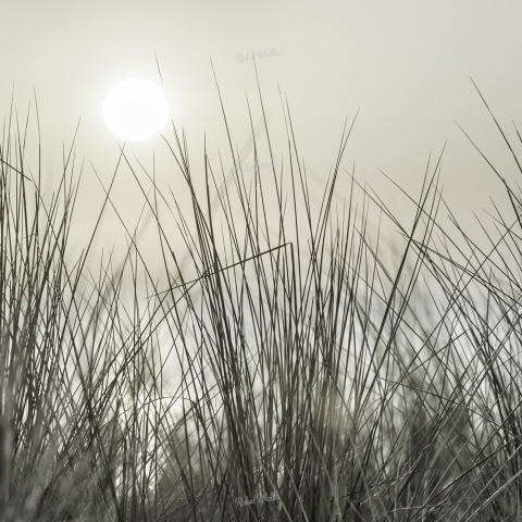 Fototapet, Coastal Reed, Rebel Walls - Img 2