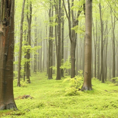 Fototapet, Deciduous Forest, Rebel Walls - Img 7