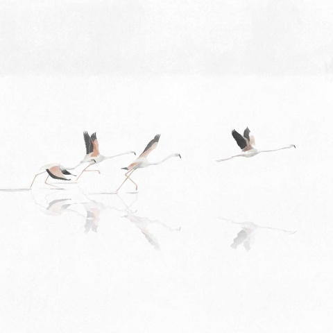 Fototapet Doñana, Swan, Coordonne - Img 2