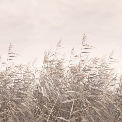 Fototapet, Dreamy Reed, Pink, Rebel Walls - Img 2