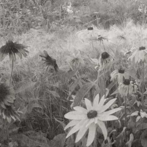 Fototapet, Dreamy Rudbeckia, Black &amp; White, Rebel Walls - Img 2