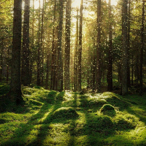 Fototapet, Forest Bath, Rebel Walls - Img 5