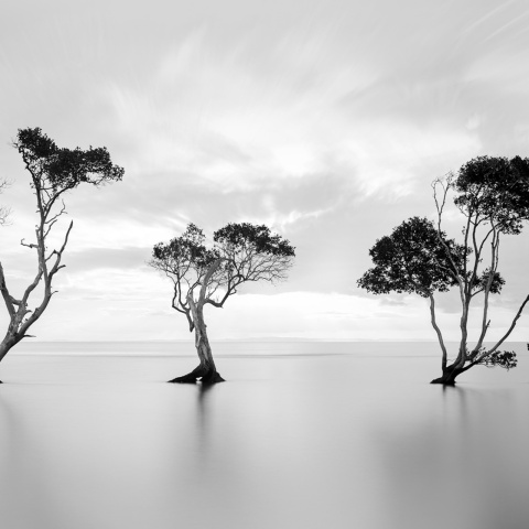 Fototapet, Peaceful Tree, Rebel Walls - Img 2
