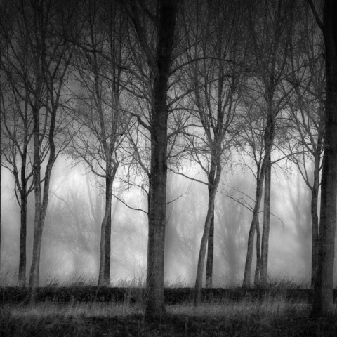 Fototapet, Row of Trees, Rebel Walls - Img 4