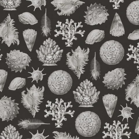 Fototapet, Seashells, Graphite, Rebel Walls - Img 2