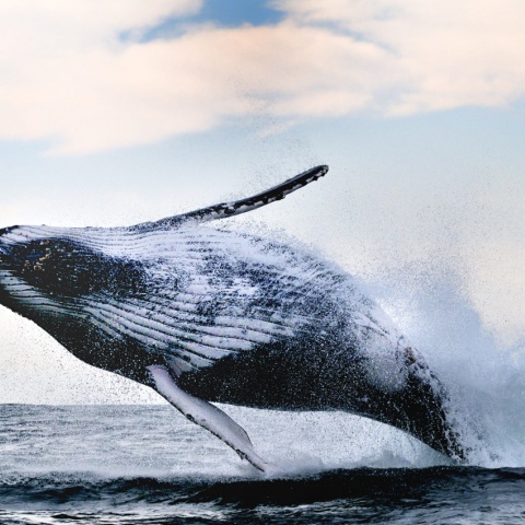 Fototapet, Whale Song, Rebel Walls - Img 4