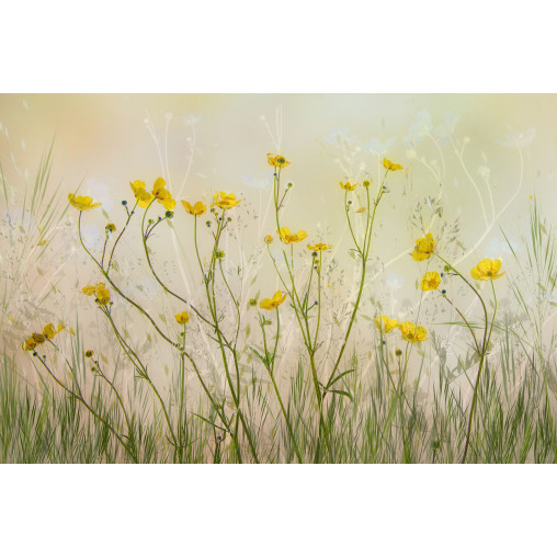 Tapet Buttercups, Rebel Walls - Img 2