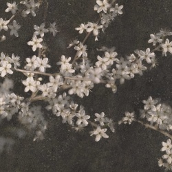 Fototapet, Apple Bloom, Dark, Rebel Walls - Img 2
