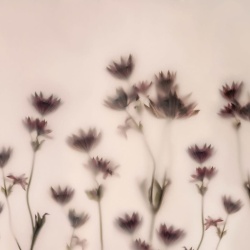 Fototapet, Astrantia, Pink, Rebel Walls - Img 2