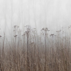 Fototapet, Autumn Haze, Beige, Rebel Walls - Img 2