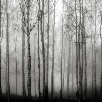 Fototapet, Birch Fog, Black & White, Rebel Walls - Img 2