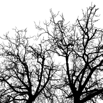 Fototapet, Branches, Rebel Walls - Img 2