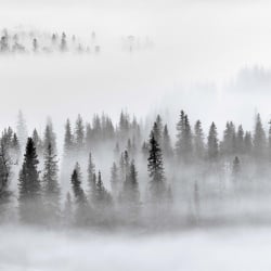 Fototapet, Calm Forest, Rebel Walls - Img 4