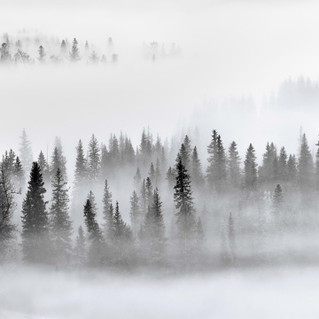 Fototapet, Calm Forest, Rebel Walls - Img 2
